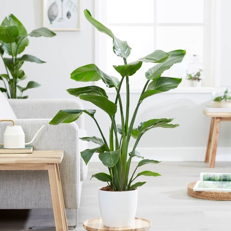 strelitzia-nicolai-biała-uprawa-w-domu.jpg