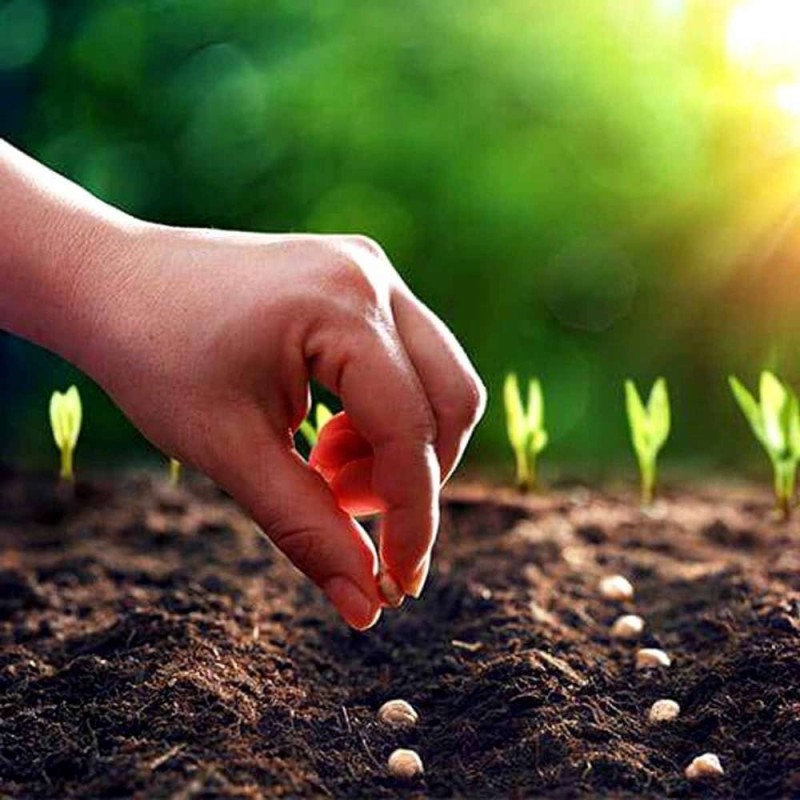 BIO podłoże do siewu i pikowania COMPO 5l (4).jpg