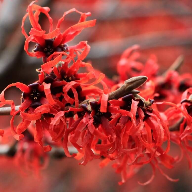 Oczar Pośredni Diane (Hamamelis x intermedia) Sadzonka XL-C5 (2).jpg