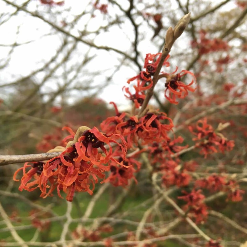 Oczar Pośredni Diane (Hamamelis x intermedia) Sadzonka XL-C5 (3).jpg