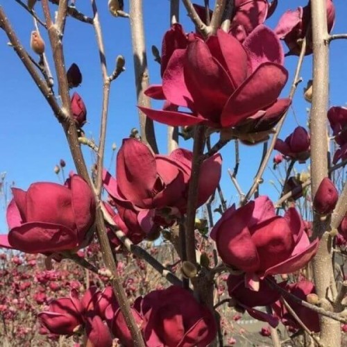 Magnolia Genie sadzonka C5