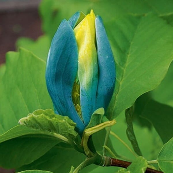 Magnolia Blue Opal (Magnolia acuminata) Sadzonka C5.jpg