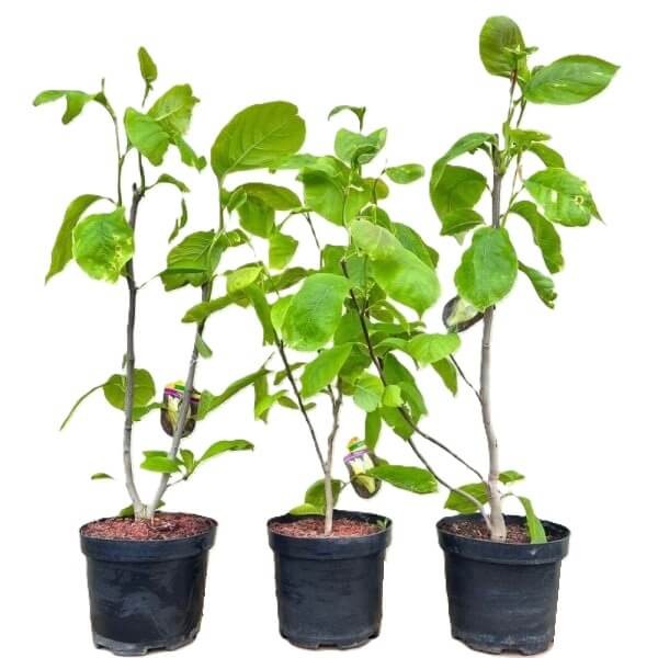 Magnolia Blue Opal (Magnolia acuminata) Sadzonka C5 (3).jpg