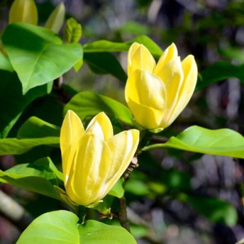 Magnolia Żółta Yellow Lantern sadzonka C5