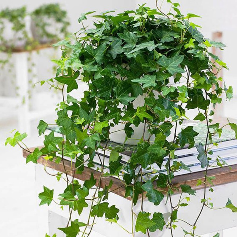 Bluszcz domowy ciemnozielony roślina domowa