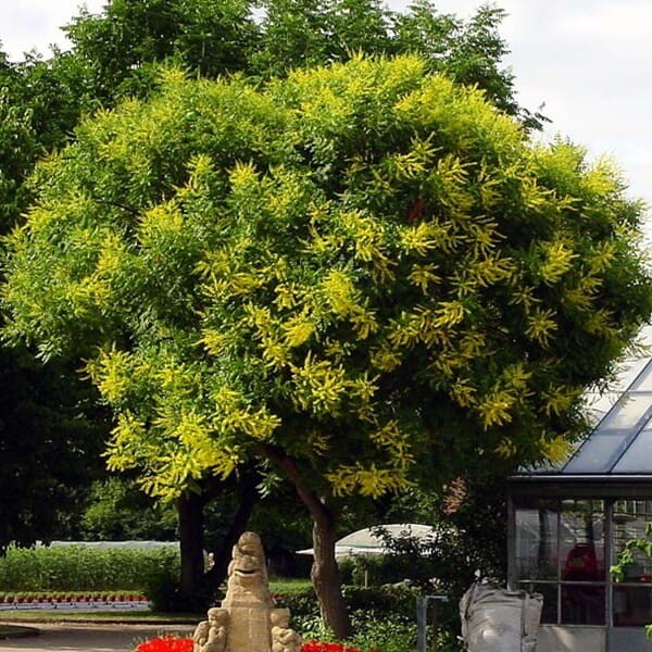 Mydleniec Wiechowaty (Koelreuteria paniculata) Sadzonka C1,5 (2).jpg