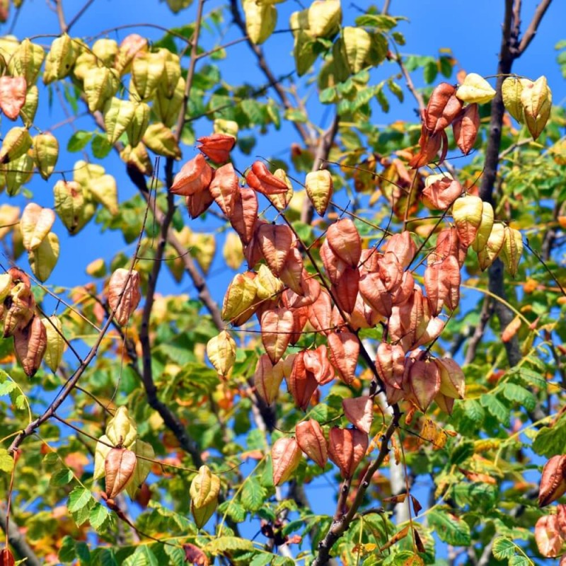 Mydleniec Wiechowaty (Koelreuteria paniculata) Sadzonka C1,5 (1).jpg