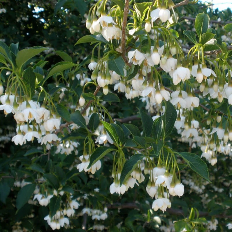 Styrak Japoński (Styrax japonicus) Sadzonka XL-C5 80-100cm (1).jpg