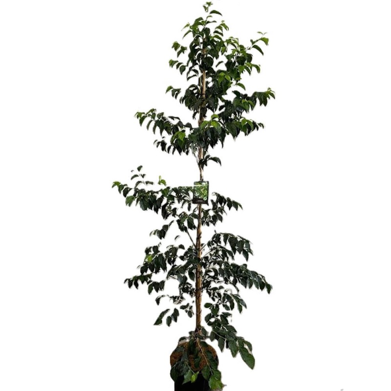 Styrak Japoński (Styrax japonicus) Sadzonka XL-C5 80-100cm (2).jpg
