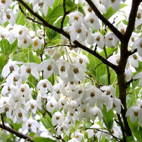 Styrak japoński sadzonka XL-C5 80-100cm