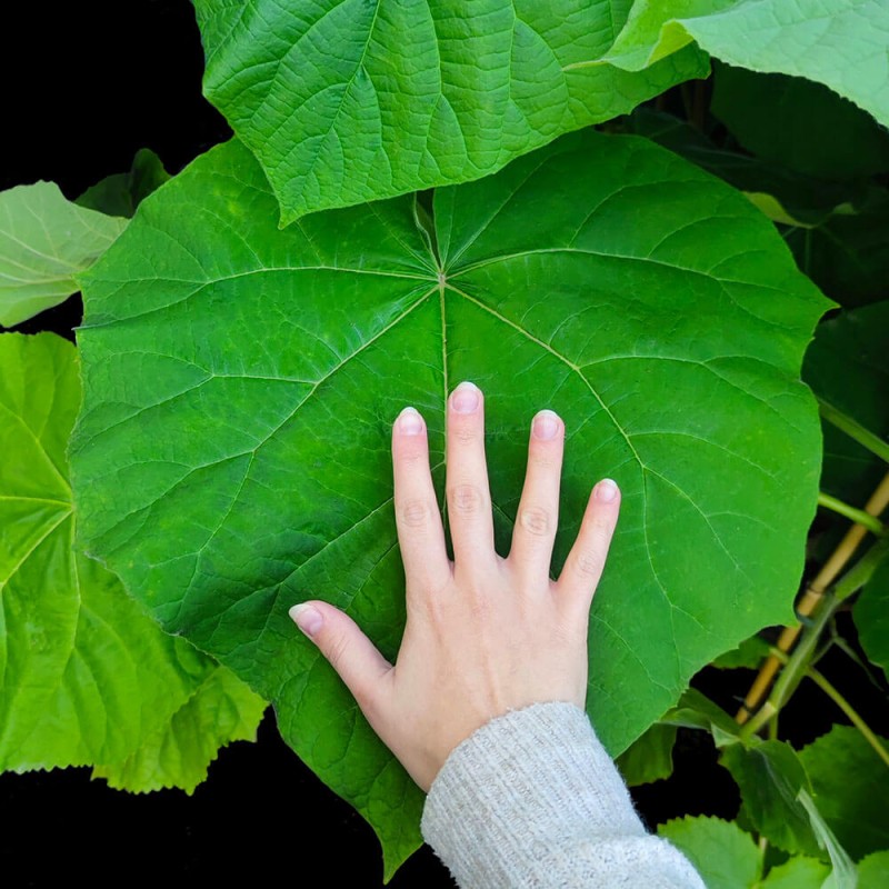 Paulownia Wielkolistna (Paulownia elongata) Sadzonka XXL-C9 100-130 cm (3).jpg