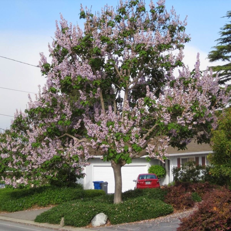 Paulownia Puszysta - Cesarskie Drzewko Szczęscia (Paulownia tomentosa) Sadzonka XXL-C9 100-120 cm (1).JPG