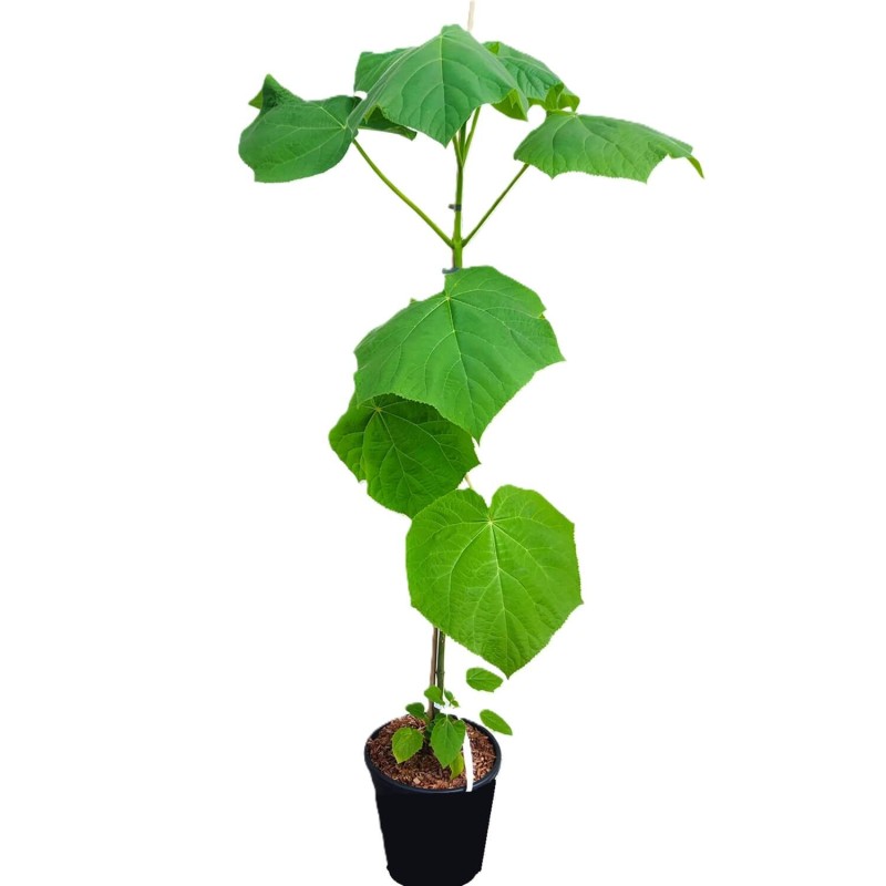 Paulownia Puszysta - Cesarskie Drzewko Szczęscia (Paulownia tomentosa) Sadzonka XXL-C9 100-120 cm (2).jpg
