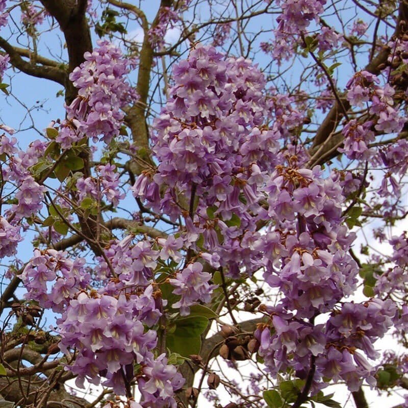 Paulownia Wielkolistna (Paulownia elongata) Sadzonka XXL-C9 100-130 cm (2).jpg
