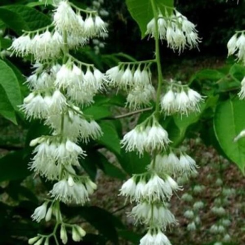 Styrakowiec chiński sadzonka XL-C5