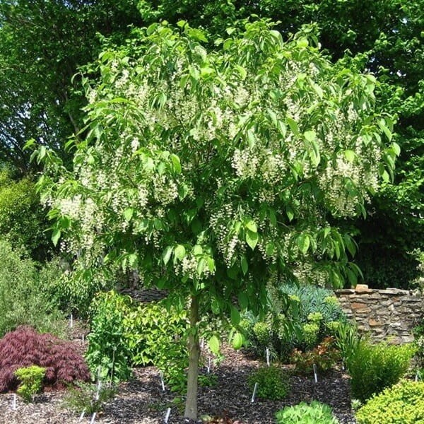 Styrakowiec Chiński (Pterostyrax corymbosa) Sadzonka XL-C5 (3).jpg