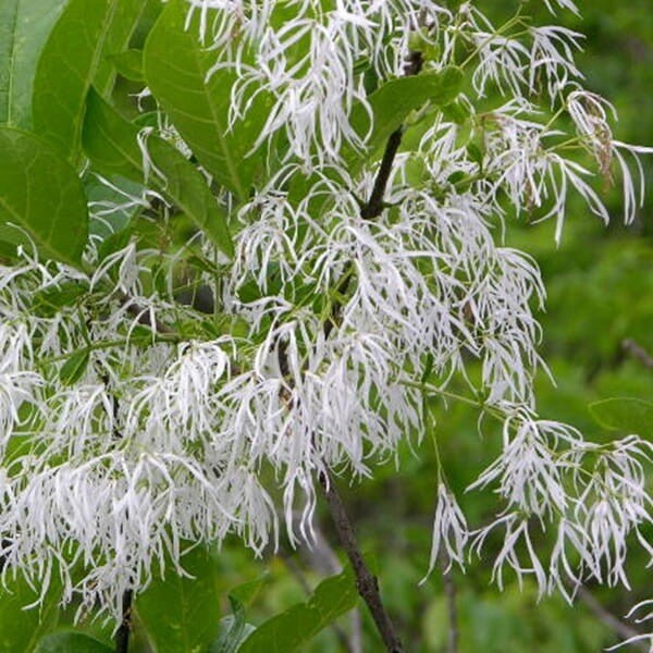 Śniegowiec Wirginijski - Śnieżne Drzewo (Chionanthus virginicus) Sadzonka C5 (1).jpg