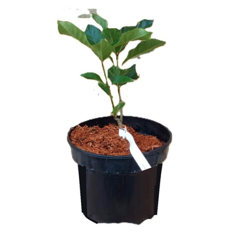 Śniegowiec Wirginijski - Śnieżne Drzewo (Chionanthus virginicus) Sadzonka C5 (3).jpg