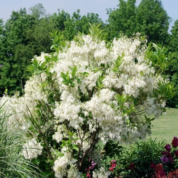 Śniegowiec Wirginijski - Śnieżne Drzewo (Chionanthus virginicus) Sadzonka C5 (2).jpg