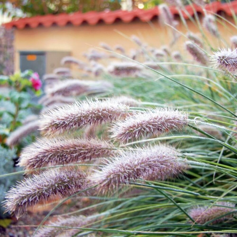 Rozplenica Piórkowa Red Head (Pennisetum) Sadzonka XL-C5 (3).jpg