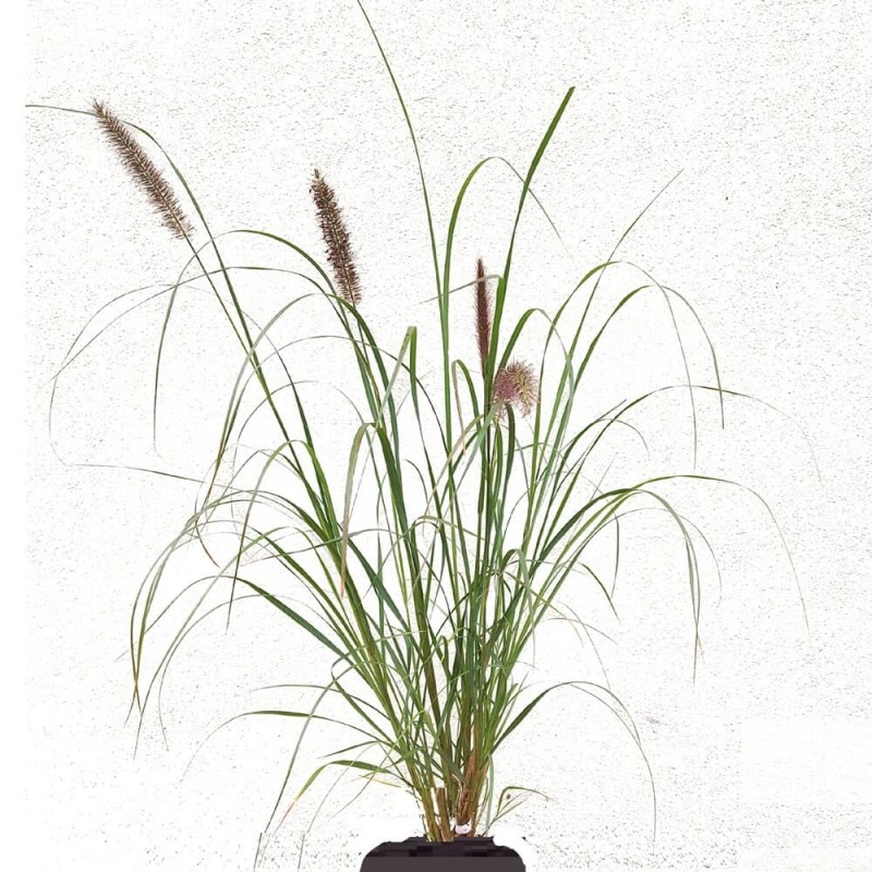 Rozplenica Piórkowa Red Head (Pennisetum) Sadzonka XL-C5 (1).jpg
