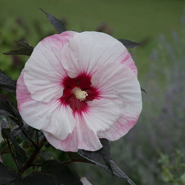 Hibiskus Bylinowy Summerific™ Ogromne Kwiaty 'Perfekt Storm' Sadzonka (1).jpg