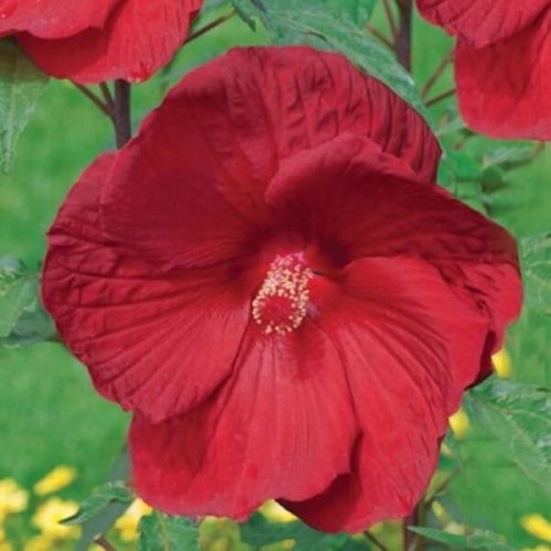 Hibiskus bylinowy Summerific™ My Valentine sadzonka