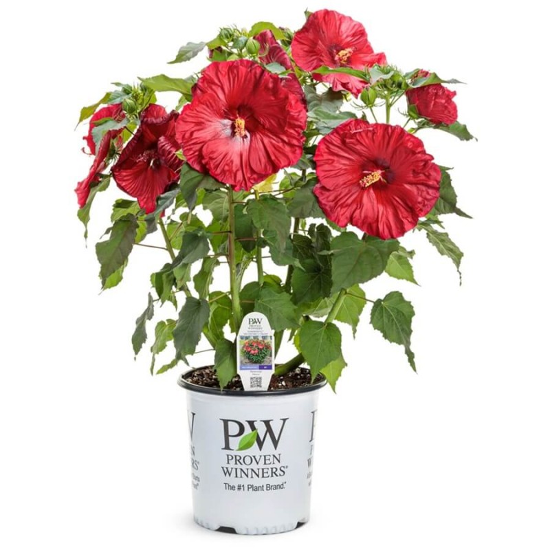 Hibiskus Bylinowy Summerific™ Ogromne Kwiaty 'My Valentine' Sadzonka (3).jpg