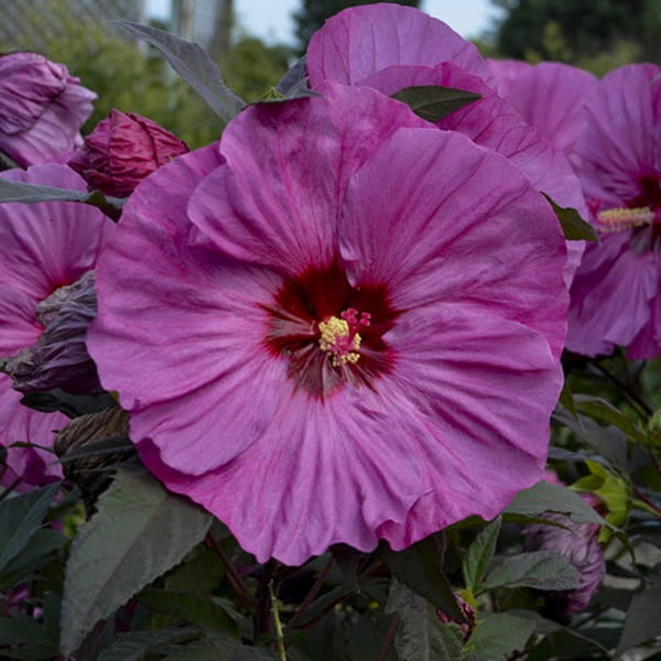 Hibiskus Bylinowy Summerific™ Ogromne Kwiaty 'Berry Awesome' Sadzonka P12.jpg