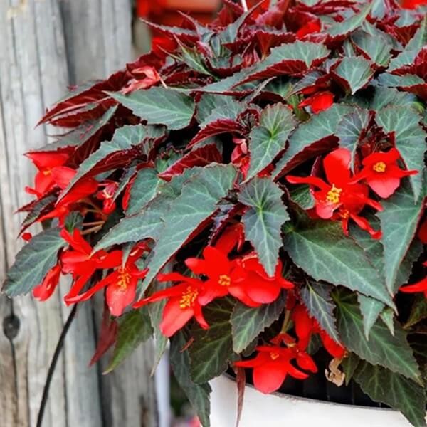 Begonia zwisająca 'Dark Elegance' (Begonia) Sadzonka (1).jpg