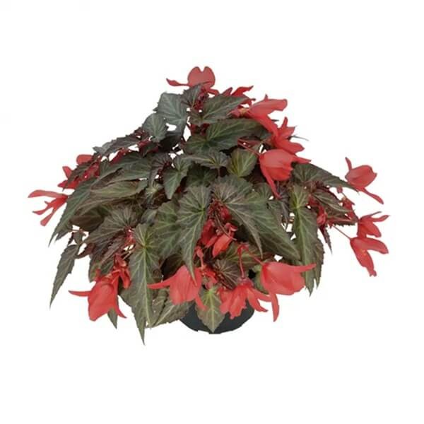 Begonia zwisająca 'Dark Elegance' (Begonia) Sadzonka (3).jpg
