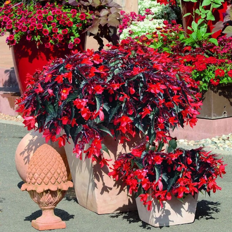 Begonia zwisająca 'Dark Elegance' (Begonia) Sadzonka (4).jpg