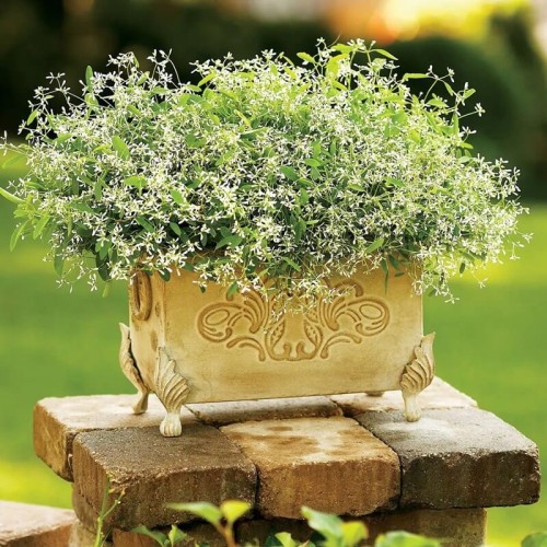 Euphorbia Diamond Frost sadzonka