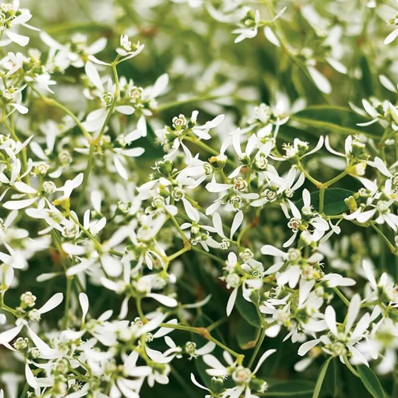 Euphorbia 'Diamond Frost' Sadzonka (2).jpg