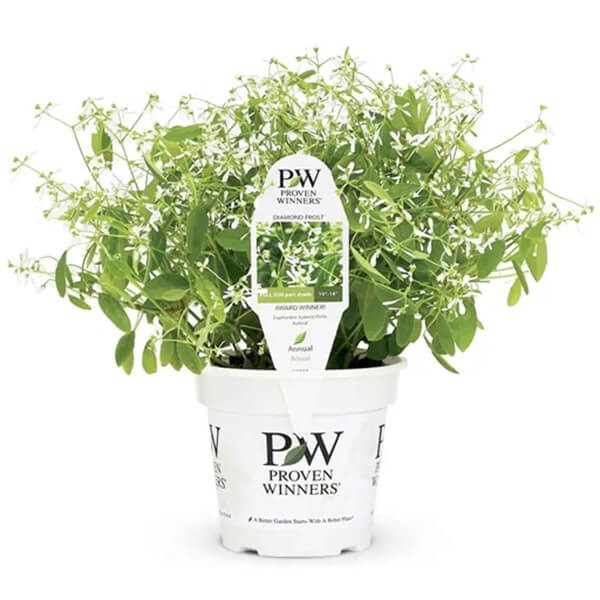 Euphorbia 'Diamond Frost' Sadzonka (3).jpg