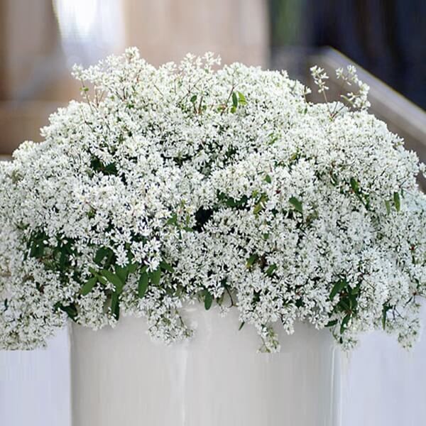 Euphorbia 'Diamond Star' Sadzonka (2).jpg