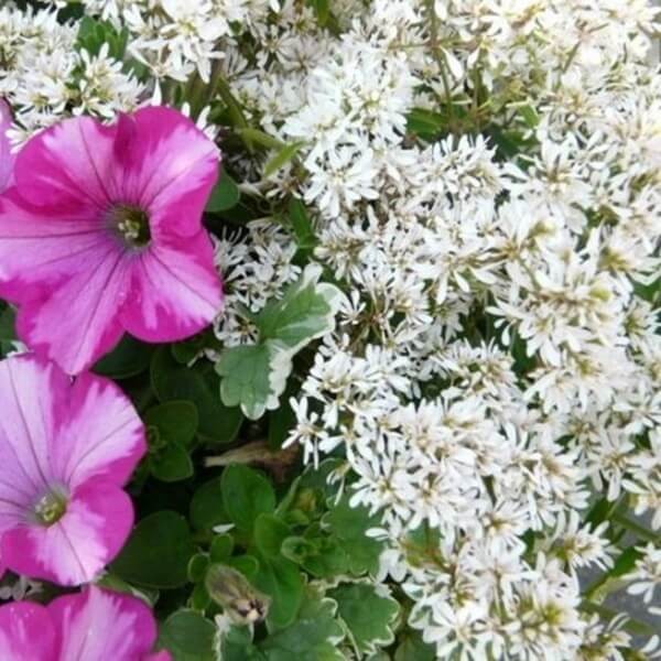 Euphorbia 'Diamond Star' Sadzonka (3).jpg