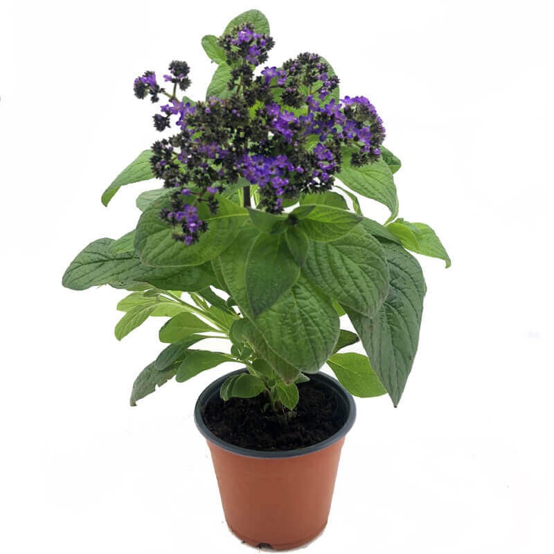 Heliotrop waniliowy (Heliotropium) skutecznie odstrasza komary Sadzonka P9 (1).jpg