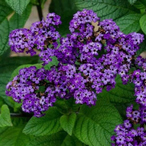 Heliotrop waniliowy skutecznie odstrasza komary sadzonka P9