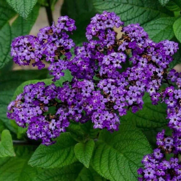 Heliotrop waniliowy (Heliotropium) skutecznie odstrasza komary Sadzonka P9 (2).jpg