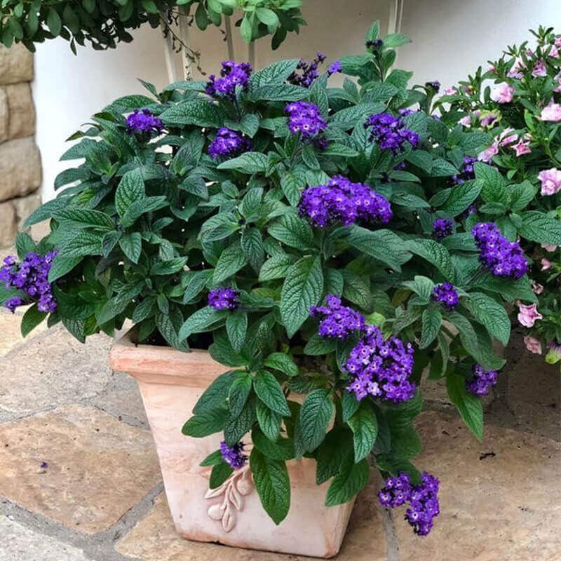 Heliotrop waniliowy (Heliotropium) skutecznie odstrasza komary Sadzonka P9 (3).jpg