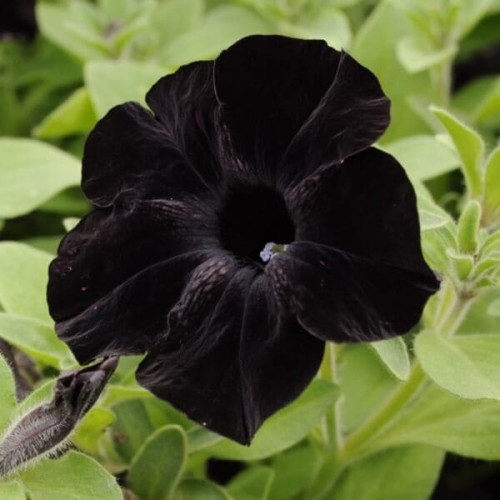 HIT Petunia Crayzytunia Black Mamba sadzonka