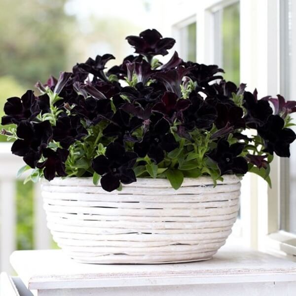 HIT Petunia Crayzytunia 'Black Mamba' Sadzonka (3).jpg