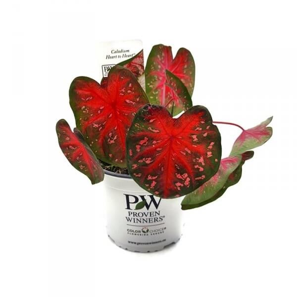 Kaladium Heart to Heart® FAST FLASH (Caladium) Sadzonka XL-C3 (4).jpg