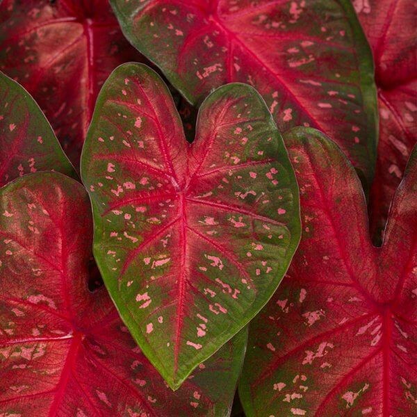 Kaladium Heart to Heart® FAST FLASH (Caladium) Sadzonka XL-C3 (5).jpg