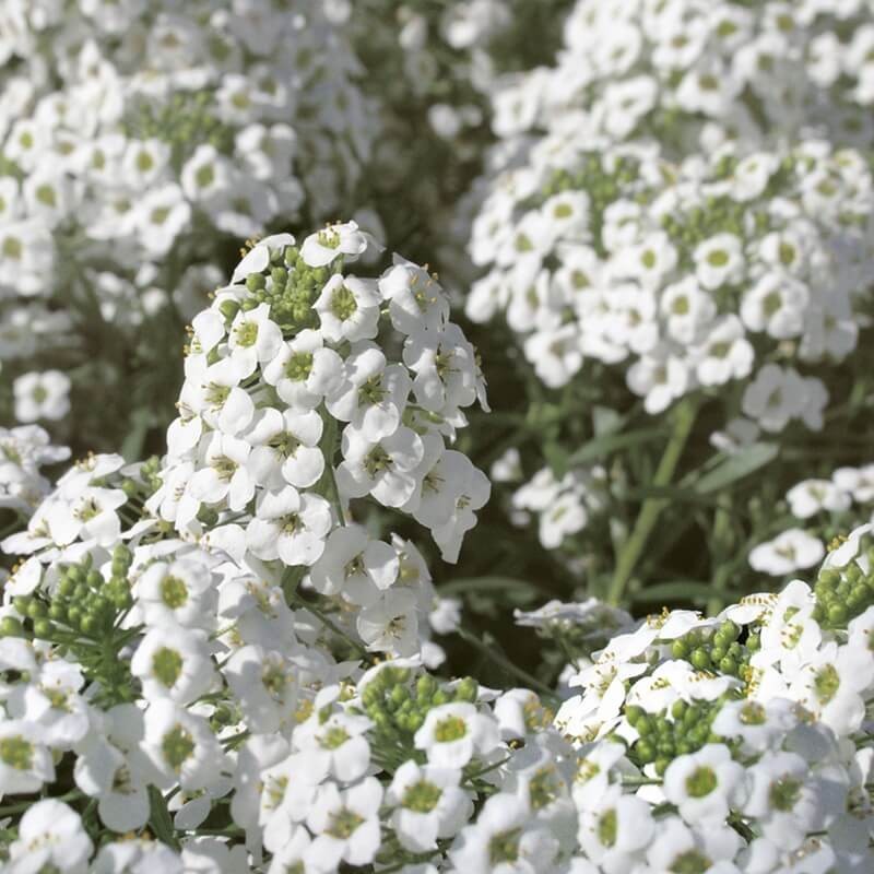 Lobularia 'Snow Princess' (Smagliczka nadmorska) Sadzonka (1).jpg