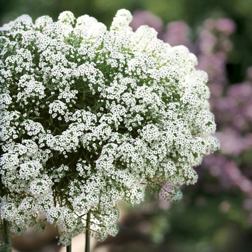 Lobularia Snow Princess sadzonka