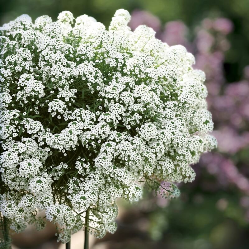 Lobularia 'Snow Princess' (Smagliczka nadmorska) Sadzonka (2).jpg