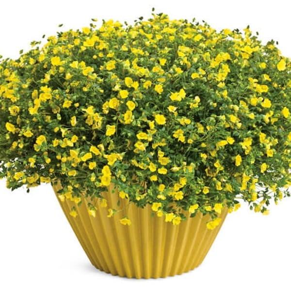 Mekardonia 'Gold Dust' (Mecardonia) Sadzonka (2).jpg