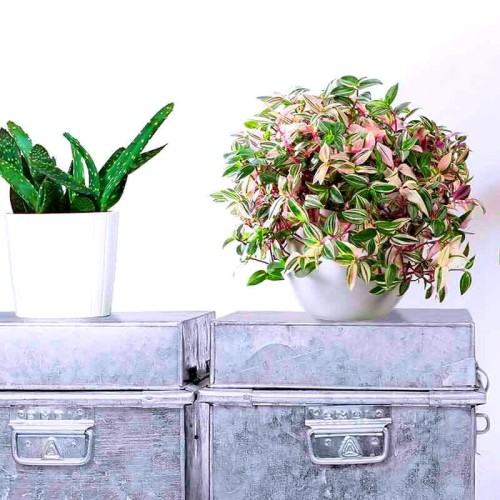 Trzykrotka Quadricolor roślina domowa P12